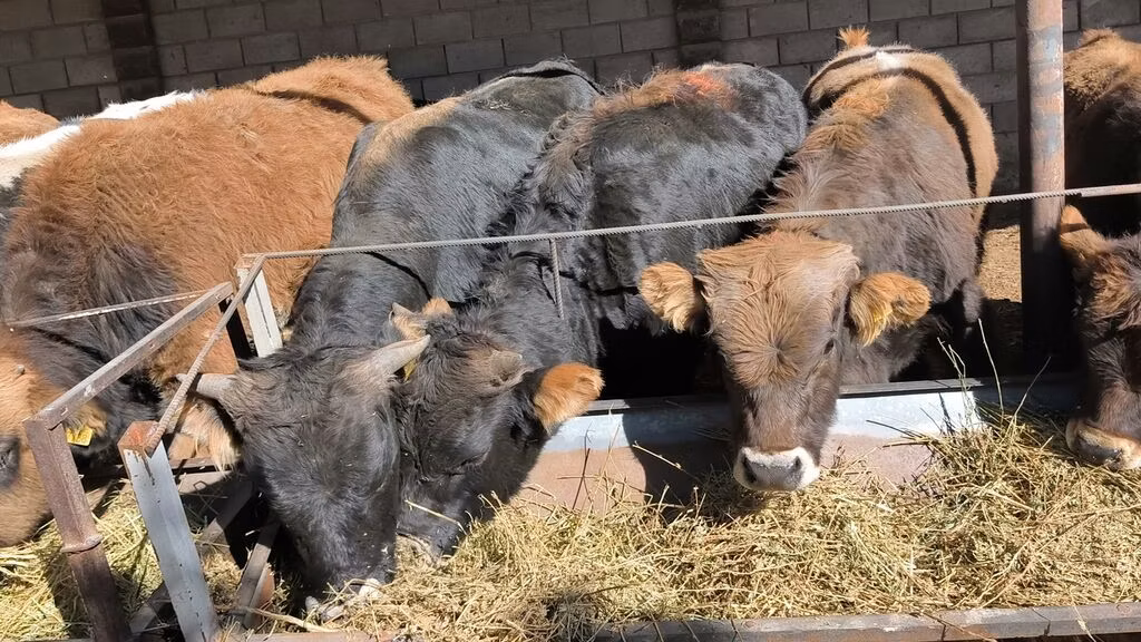 Aberdeen-Angus