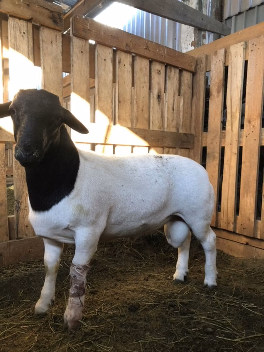 Dorper sheep