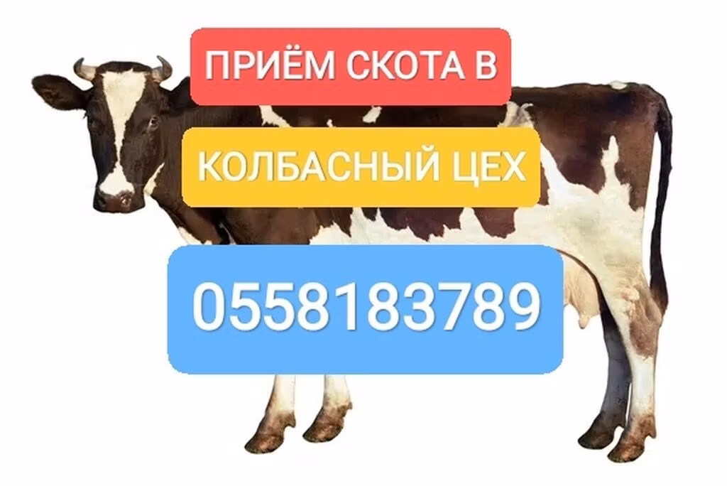Holstein breed