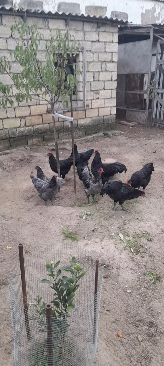 استرالیایی پیت گیم فاول