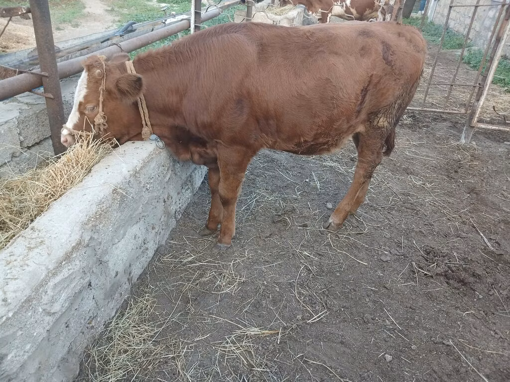 Simmental cattle