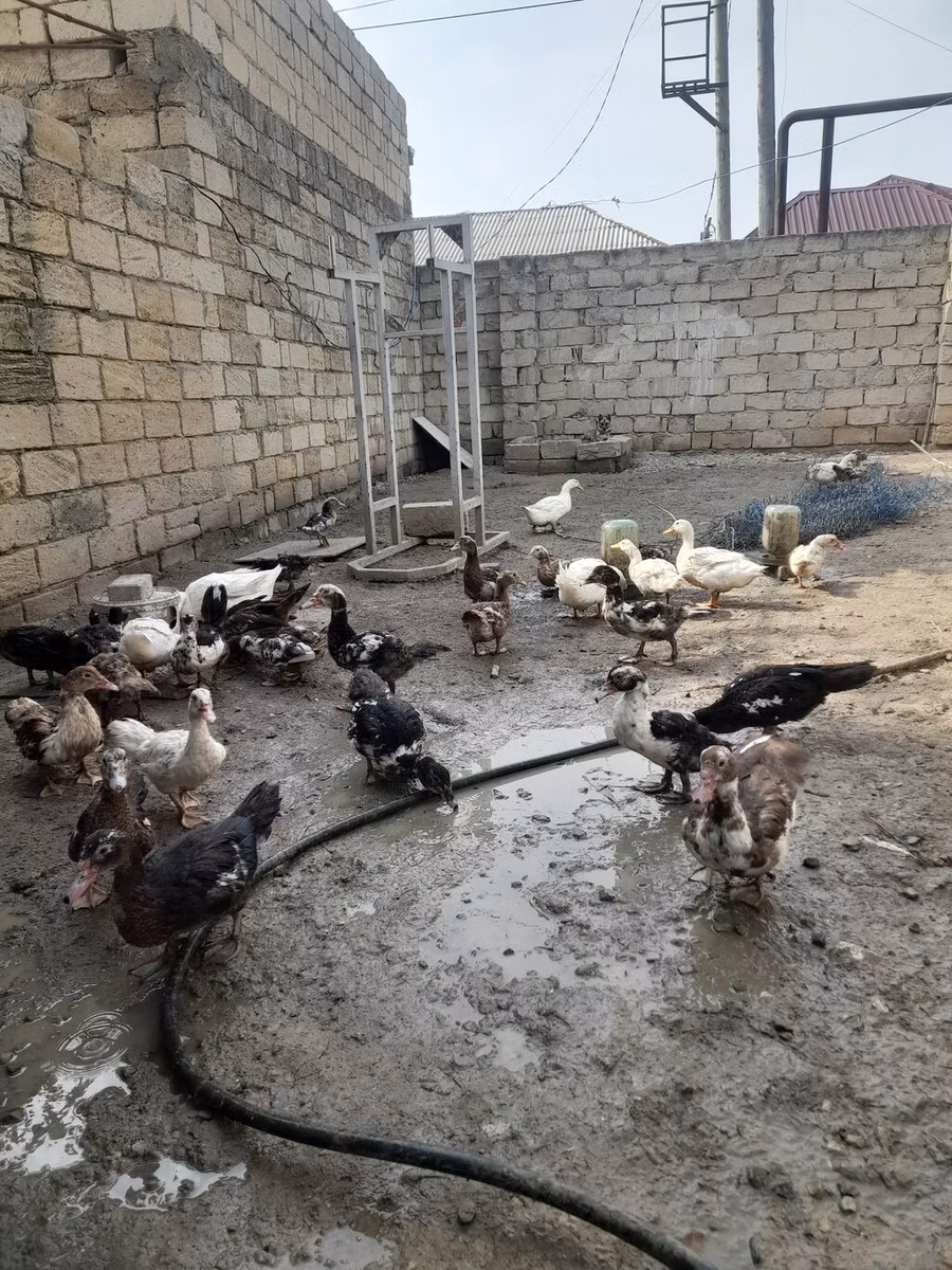 Alman Pekin