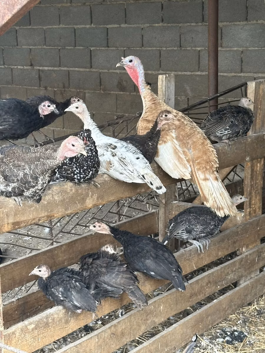 Turkeys