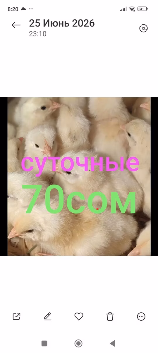 Leghorn
