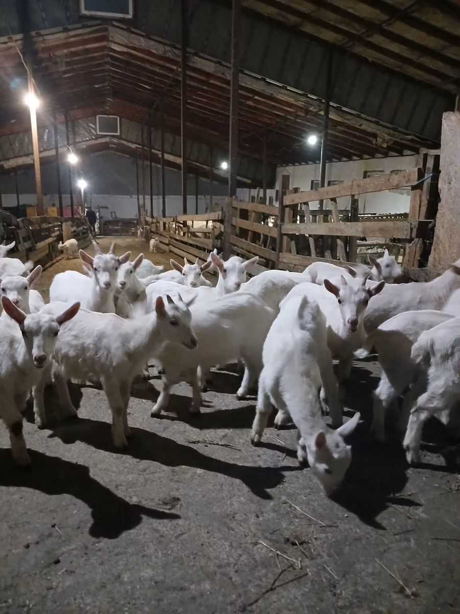 Saanen goat