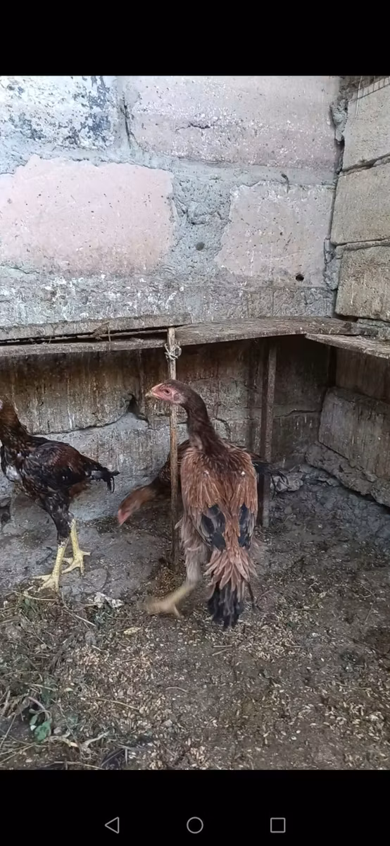 मलय गेम