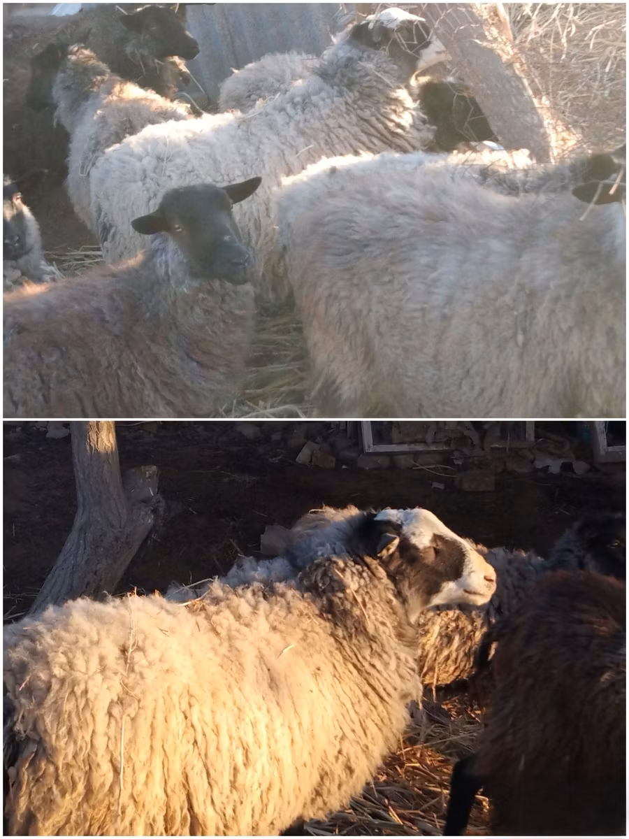 Romanov sheep