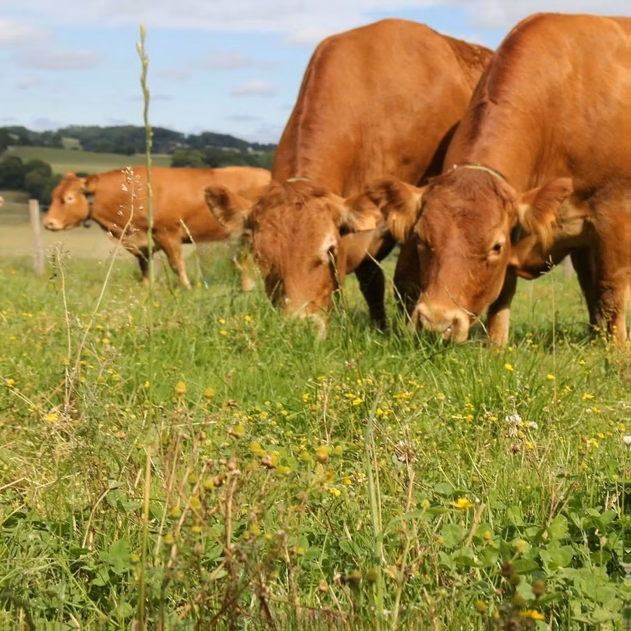 Limousin cow