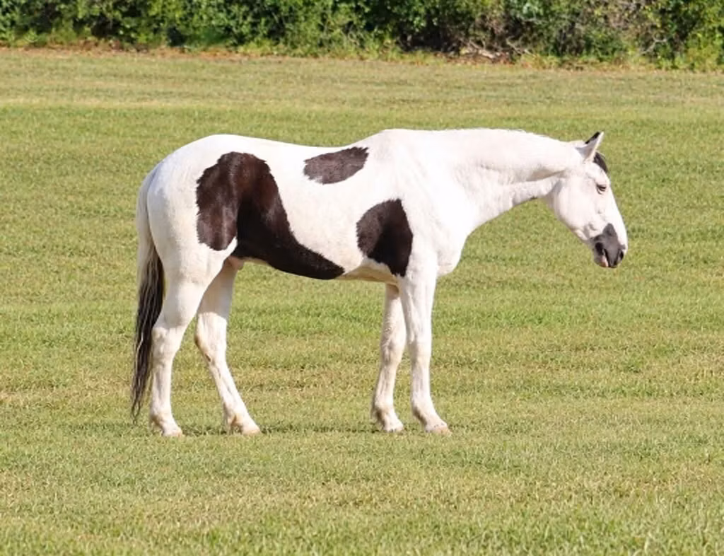 American paint horse