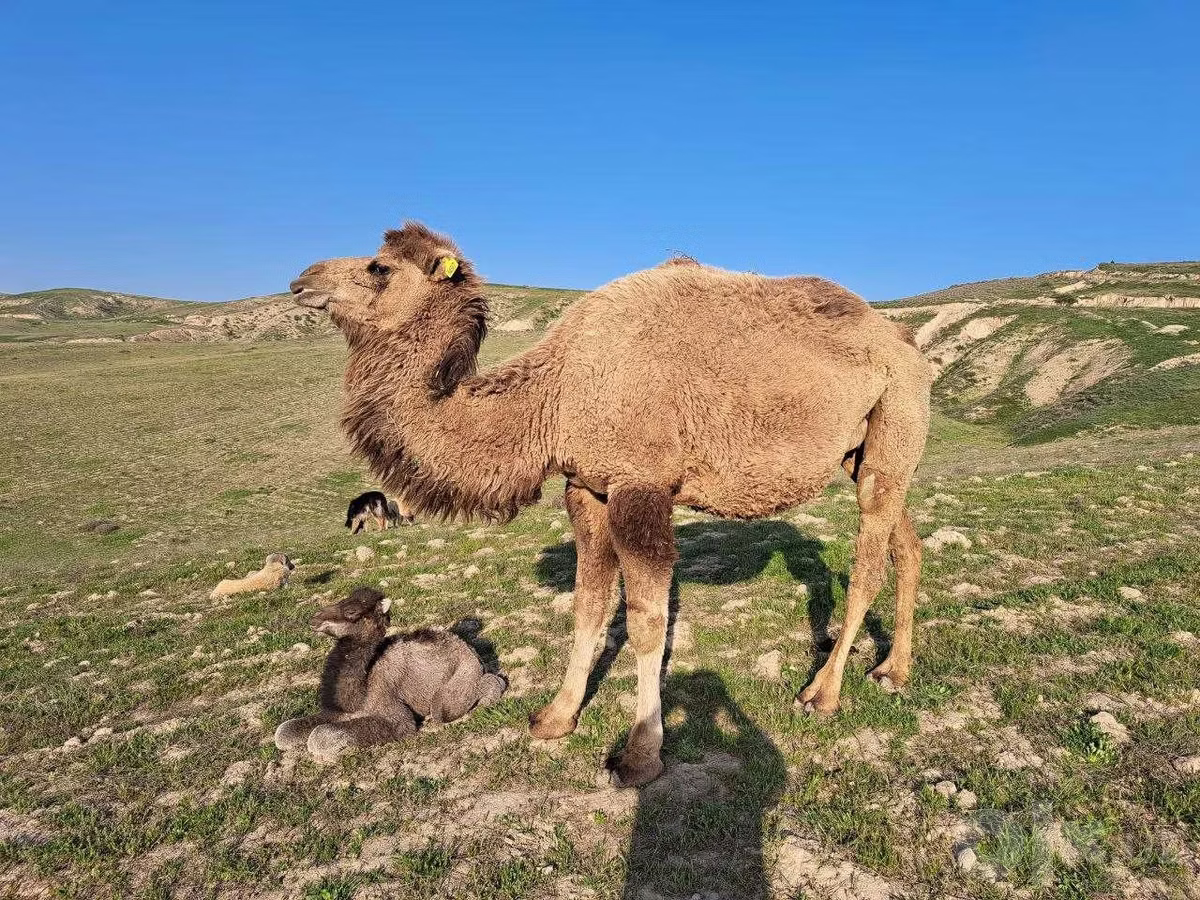 Kazakh Bactrian camel