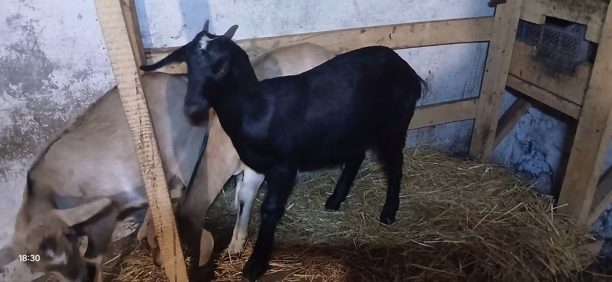 Nubian Goat