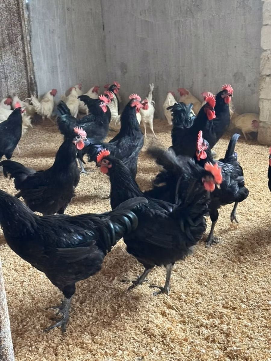 Australorp