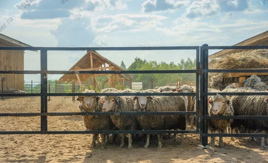 Kuibyshev sheep