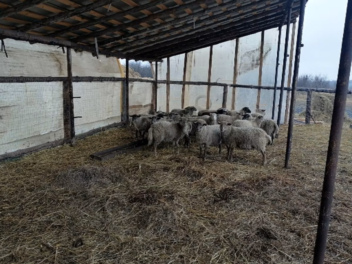 Romanov sheep