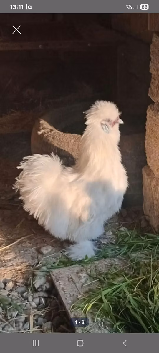 سیلکی
