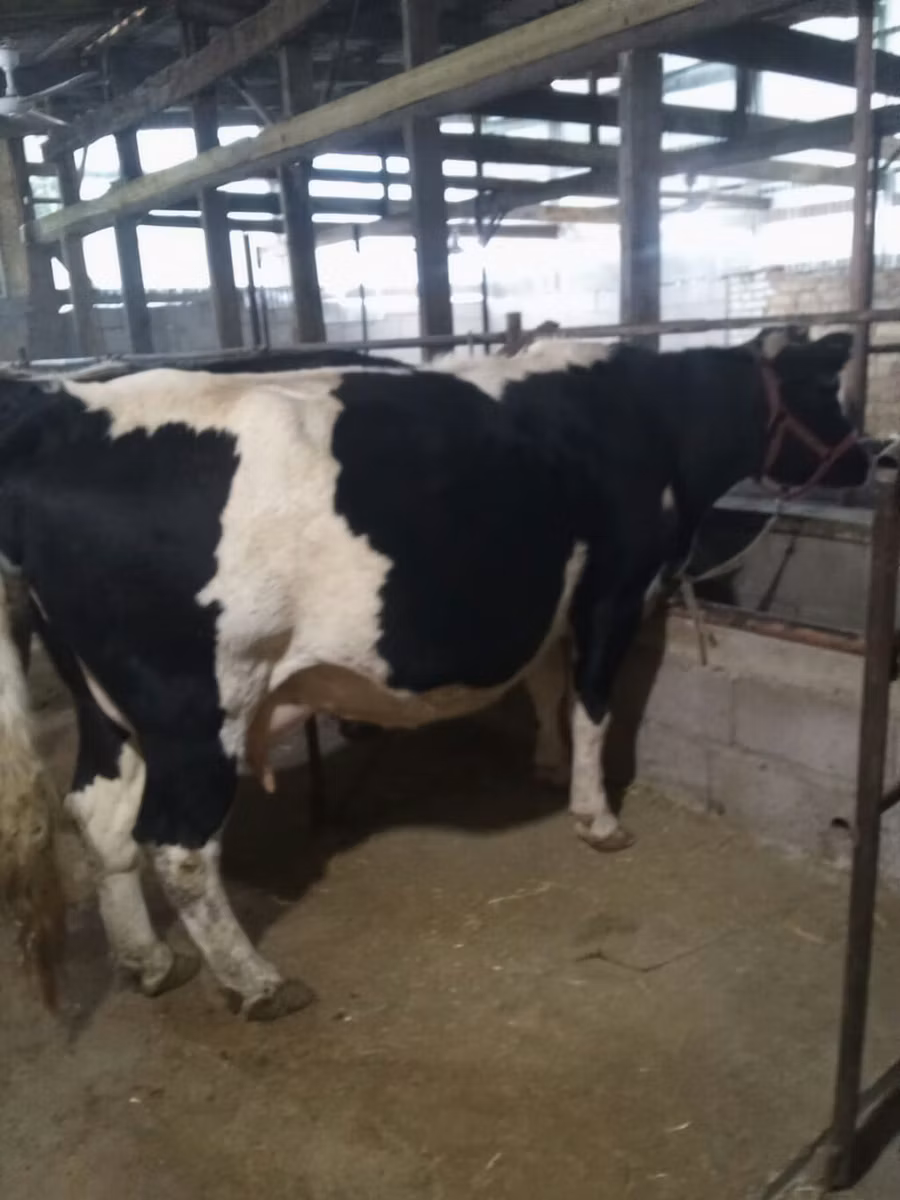 Holstein fajta