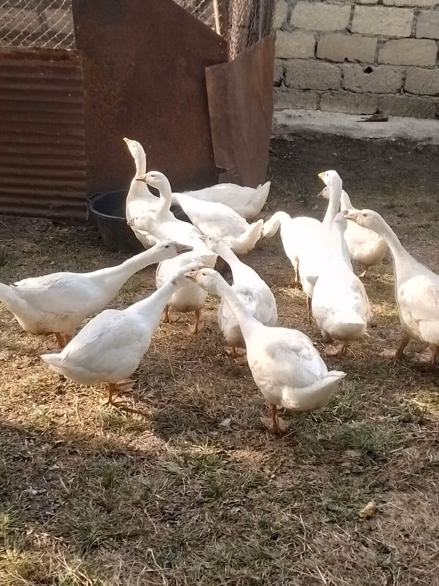 کوبان