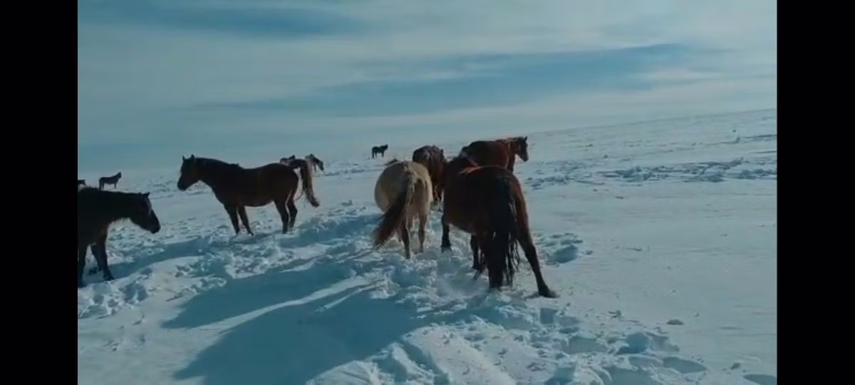 Kushum Horse