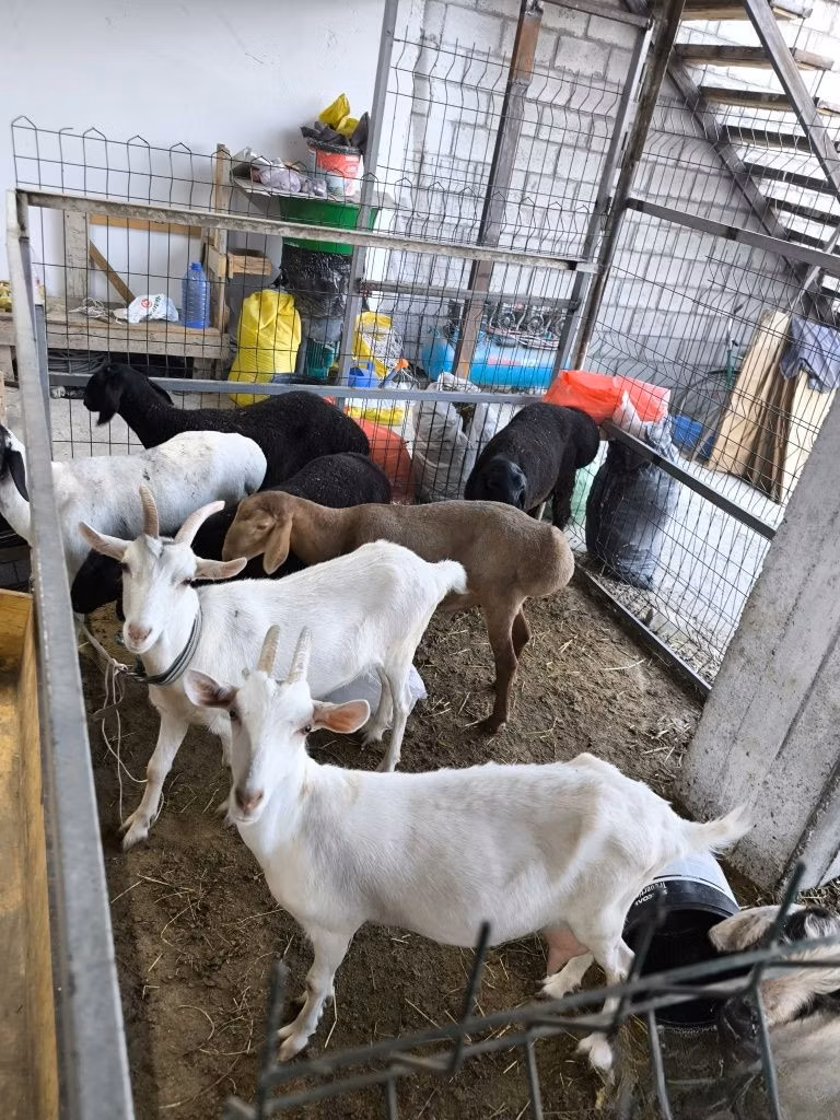 Saanen goat