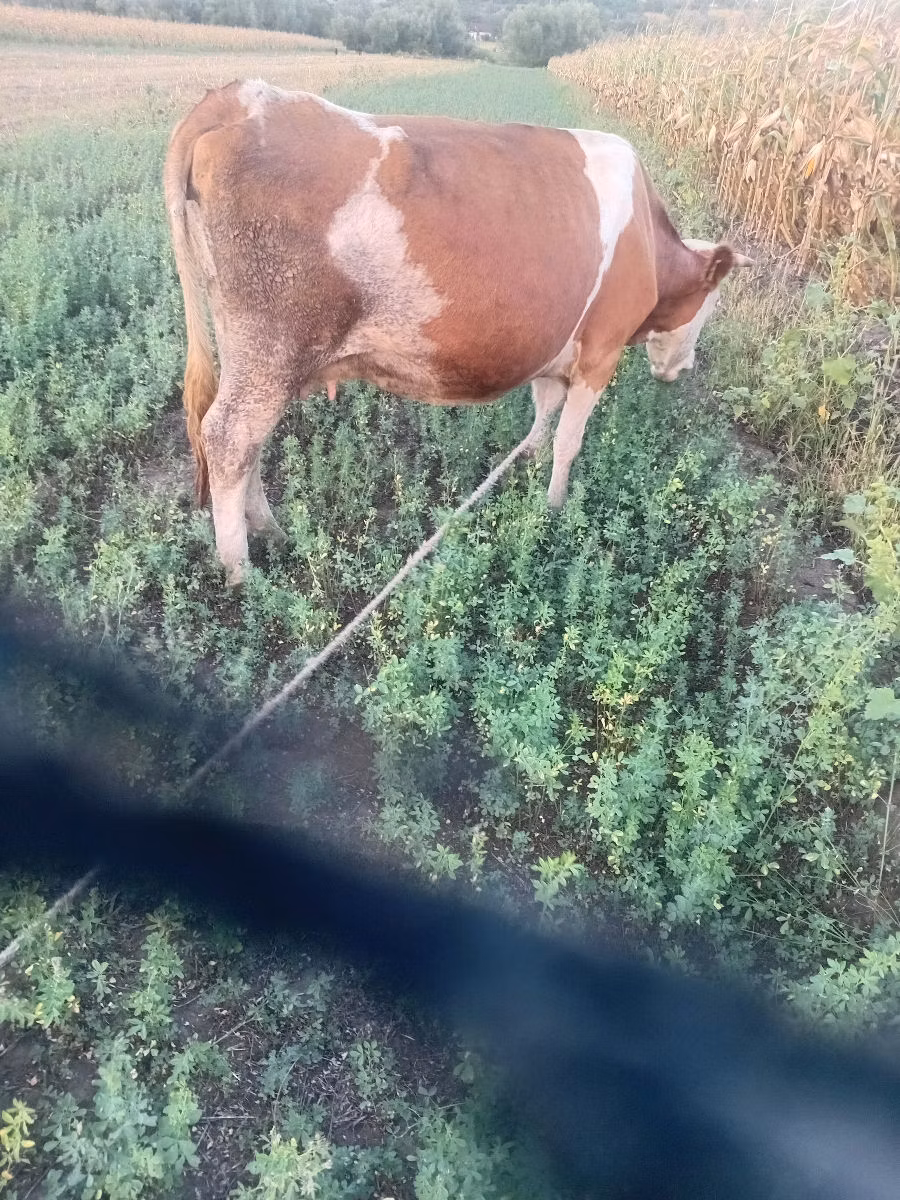 Razza bovina