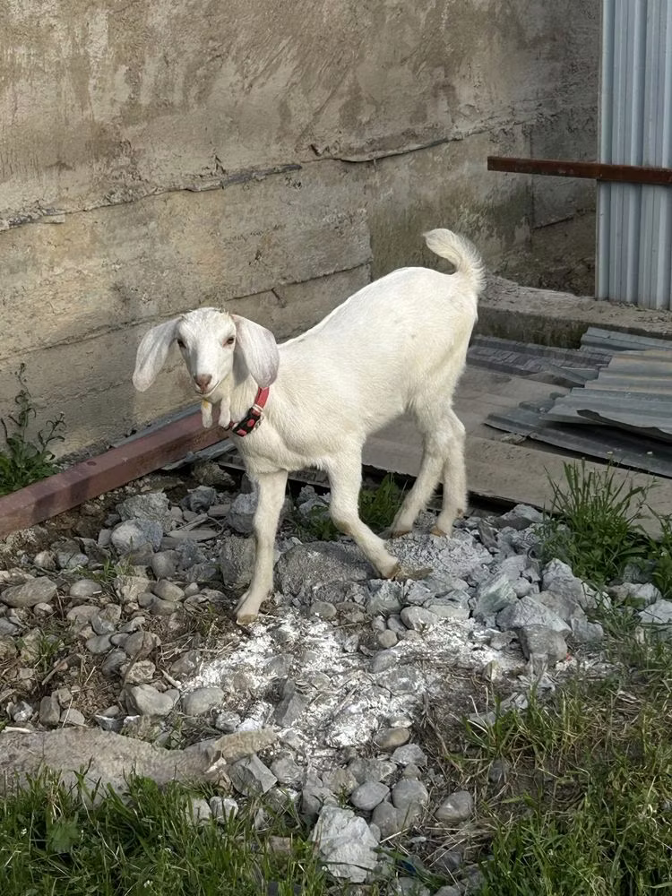 بھیڑ, Tian-Shan semifinewool sheep
