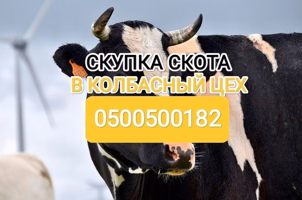 Holstein breed