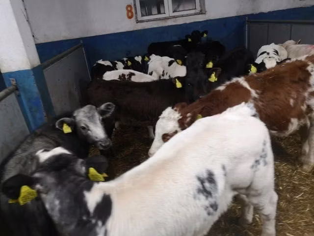 Mucca limousine