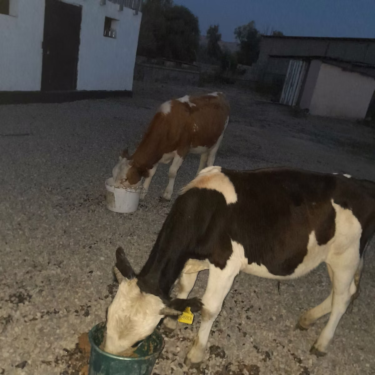 Swiss cattle