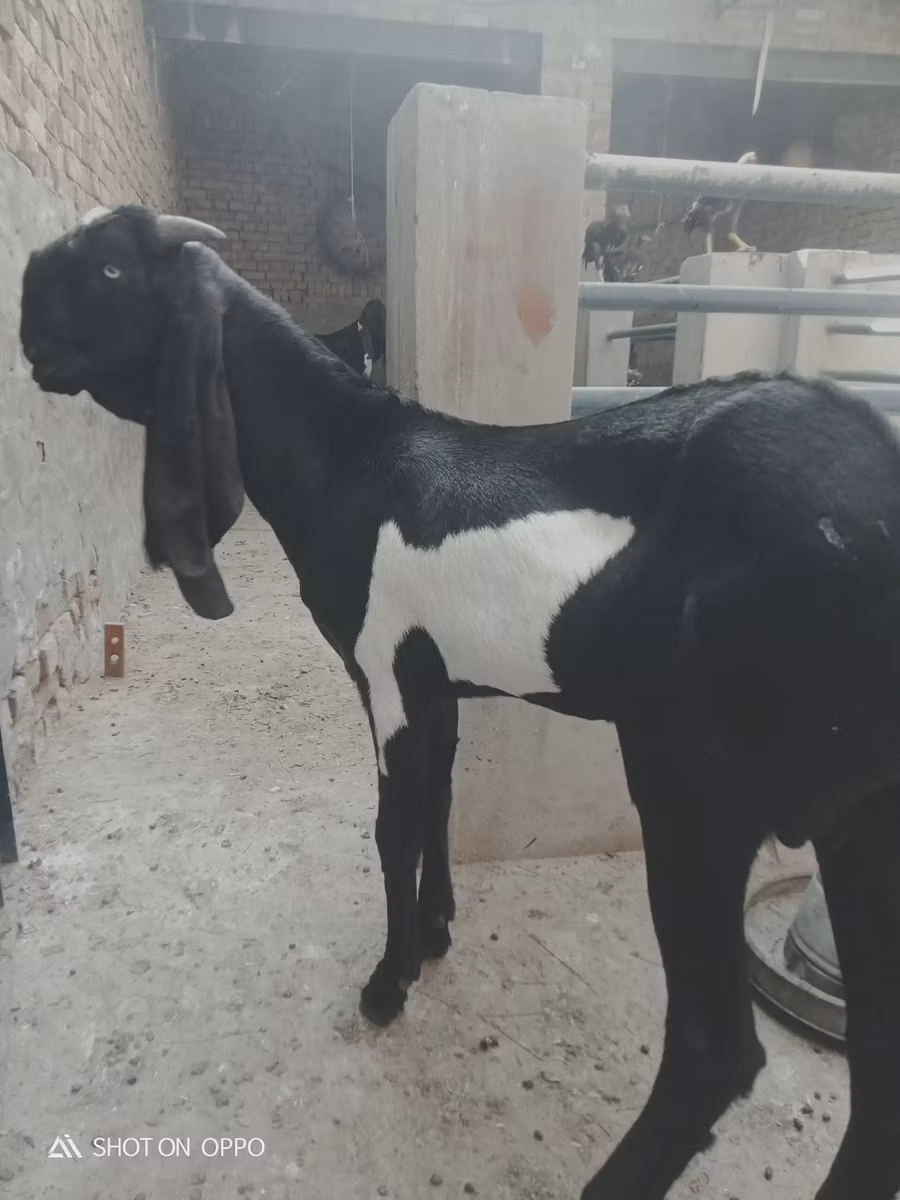 Barbari goats