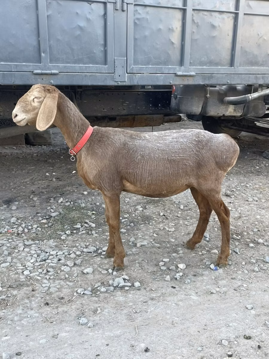 Arashan sheep
