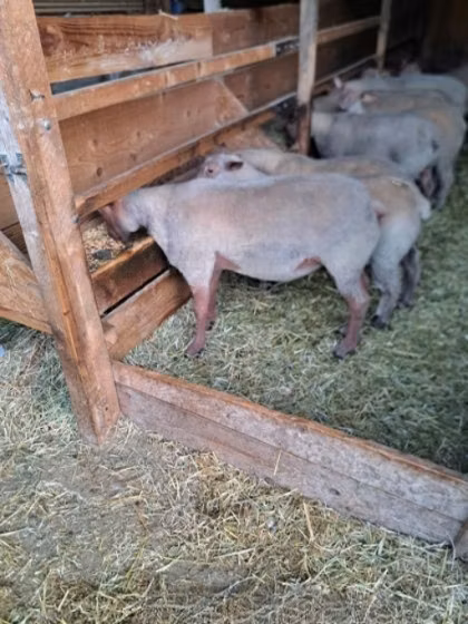 Rouge de l’Ouest sheep