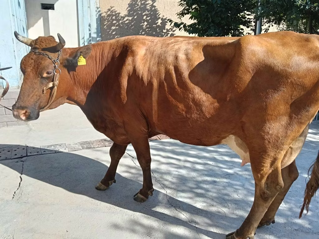 Red Estonian cattle
