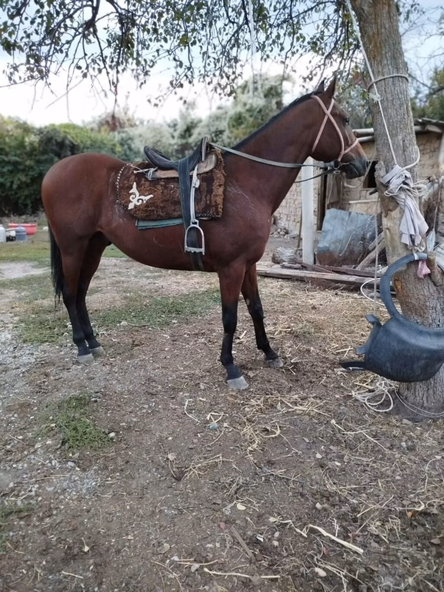 Thoroughbred horse