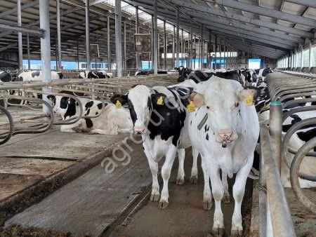 Holstein breed