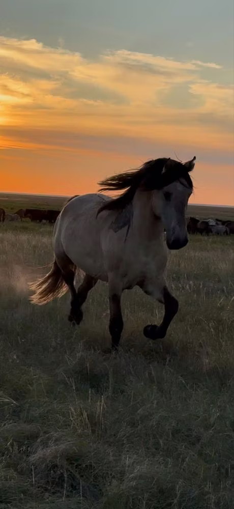 Башкирская лошадь