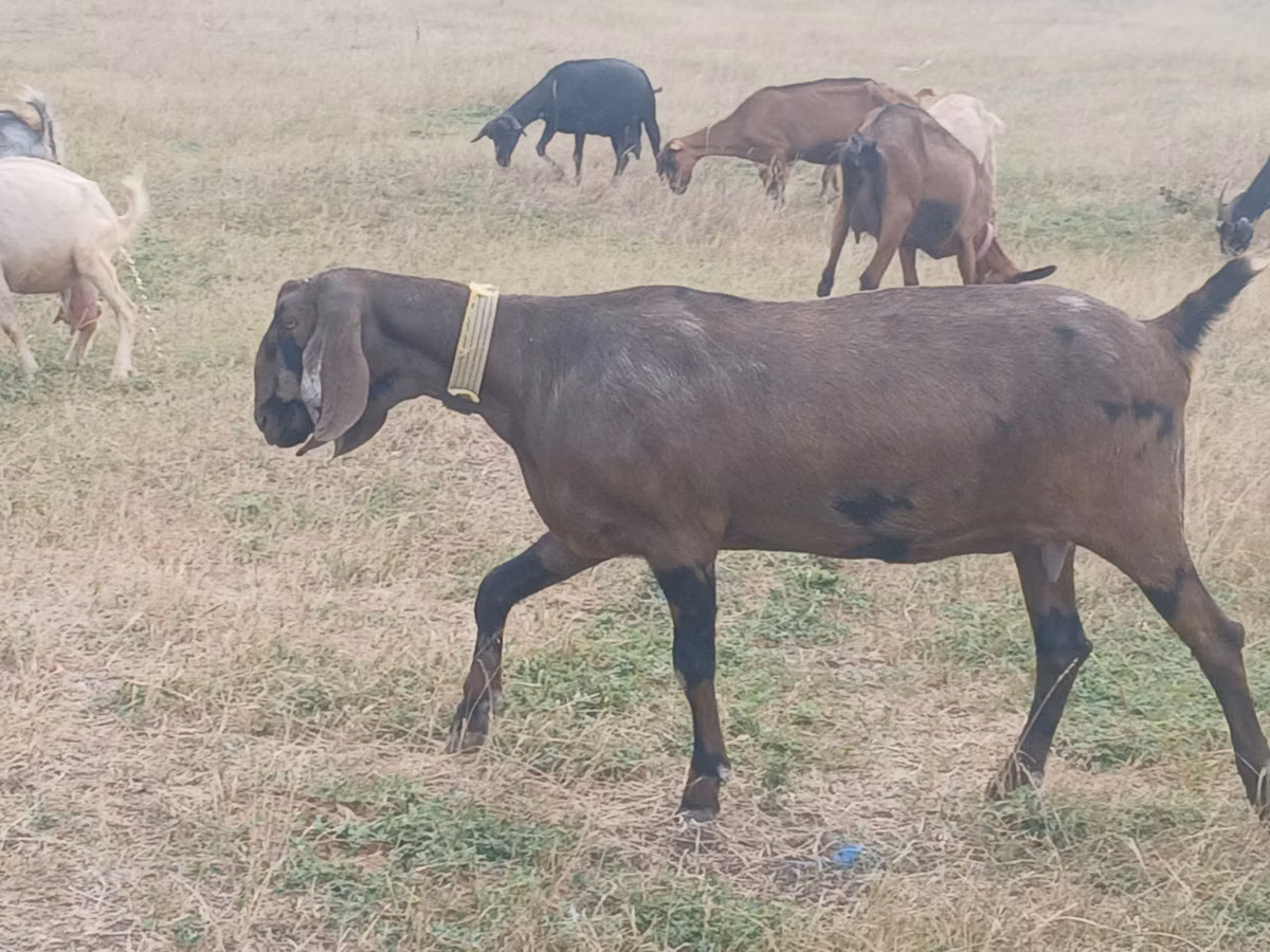 Nubian Goat