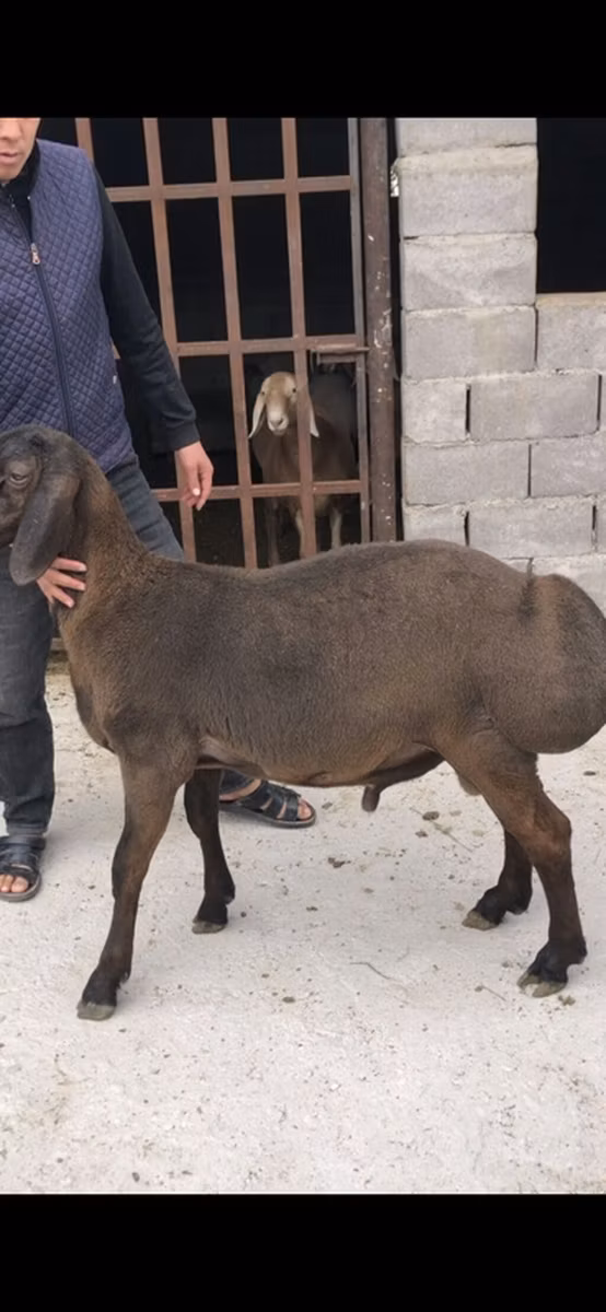 Arashan sheep