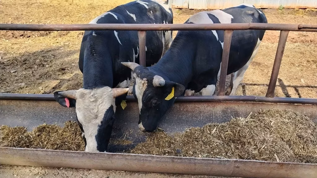 Edilbay sheep