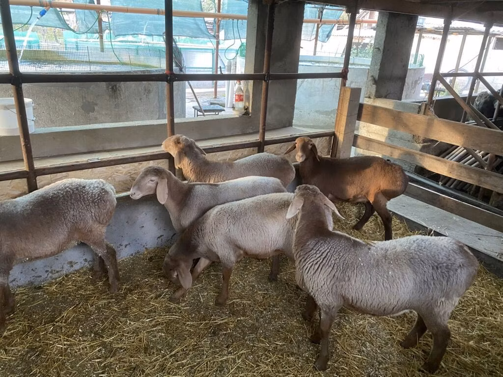 Tian-Shan semifinewool sheep
