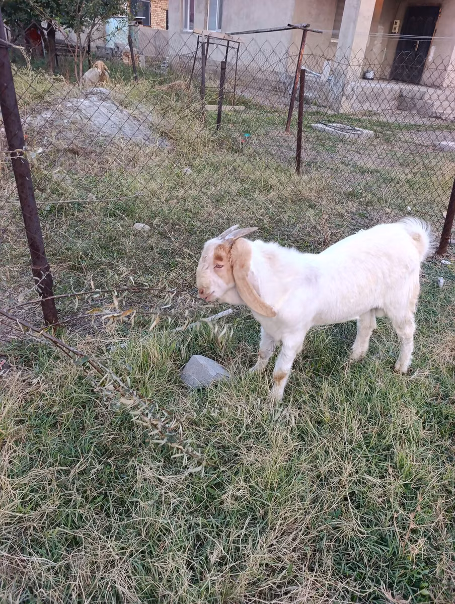 Boer goat