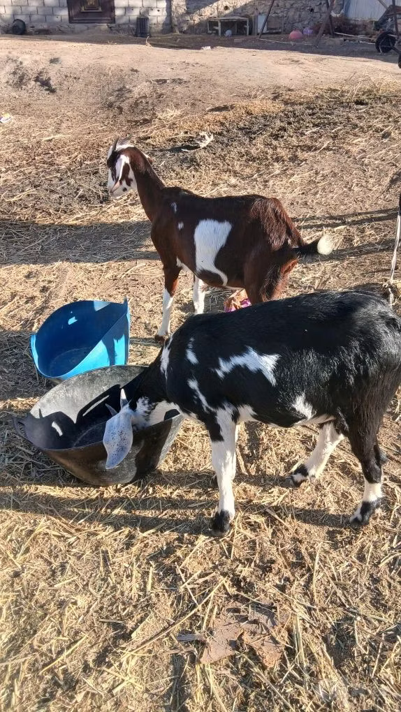 Beetal goats