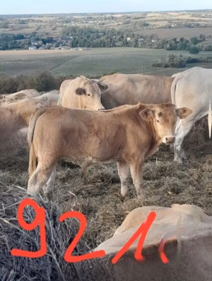 Blonde d’Aquitane cattle