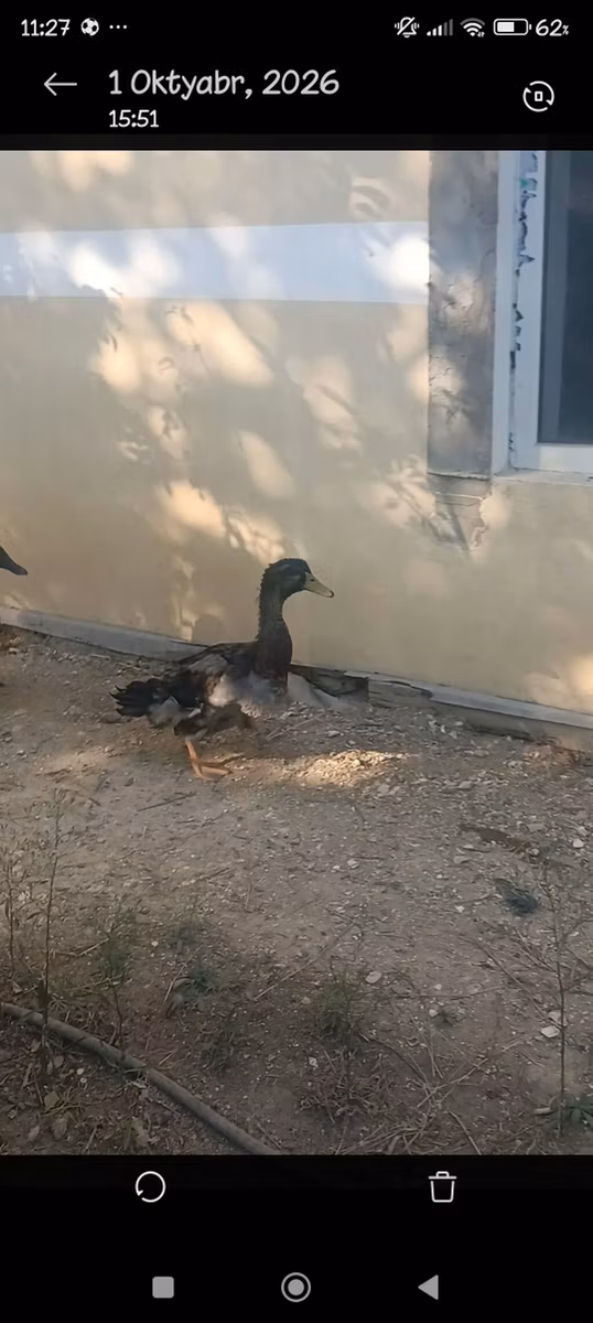 روئن