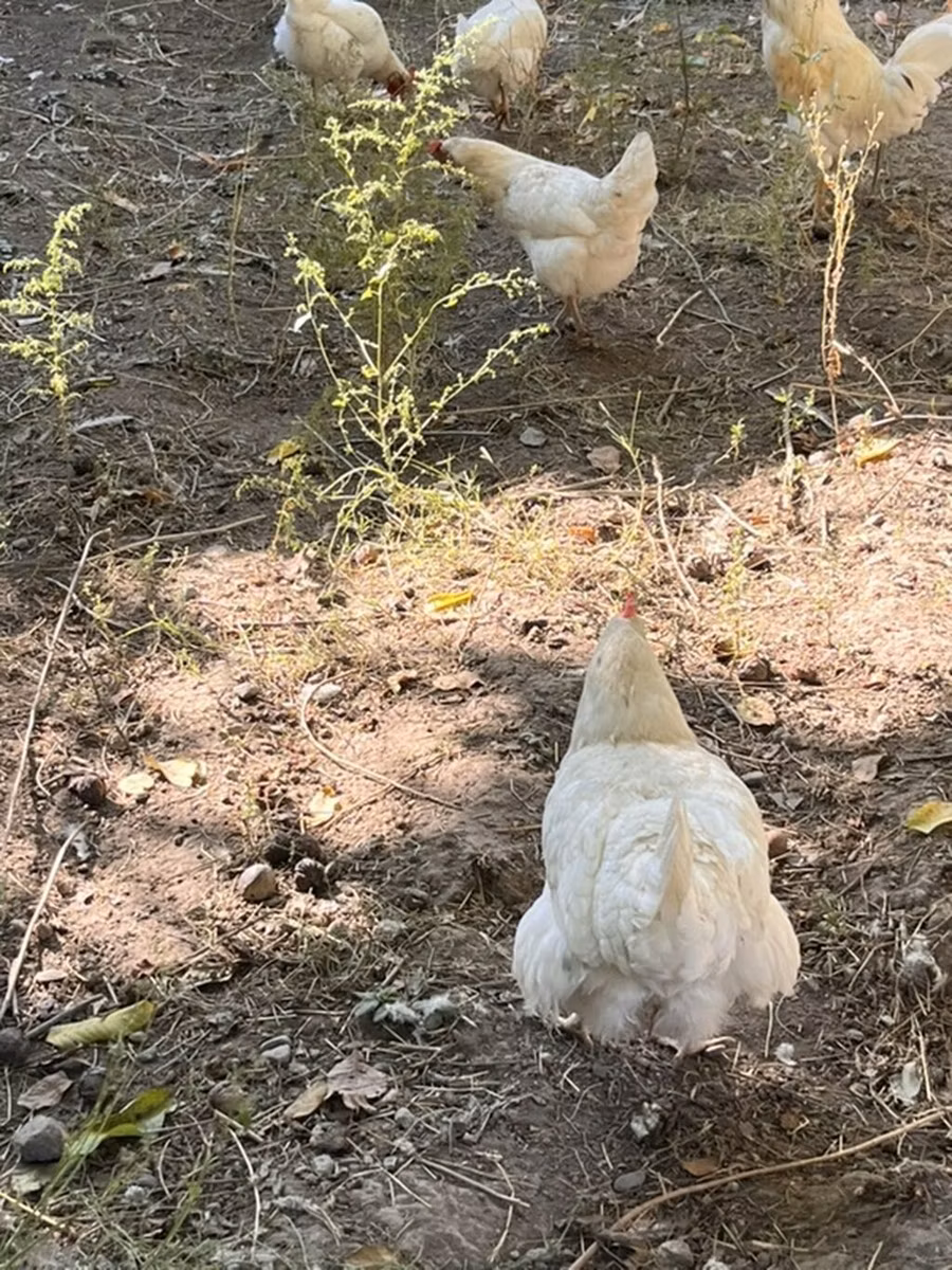 लेघोर्न