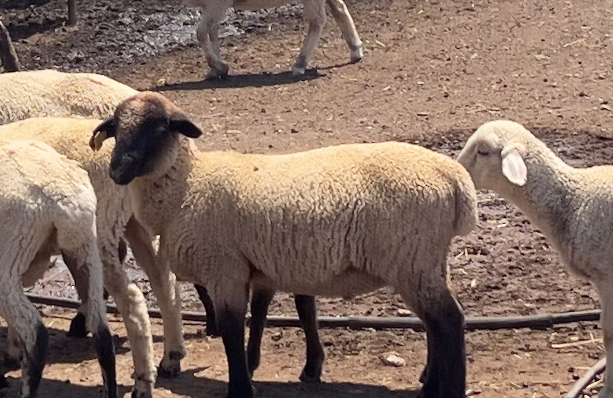 Hampshire sheep