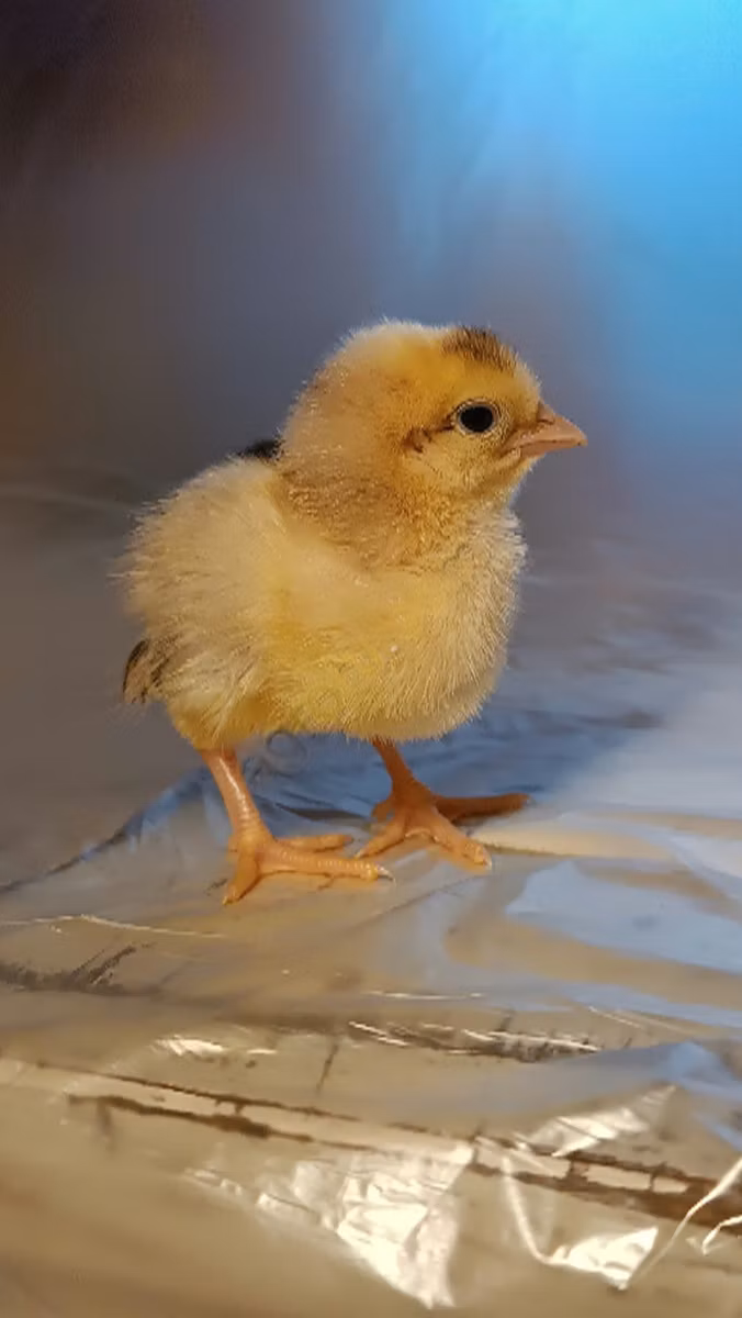 Adler Silver