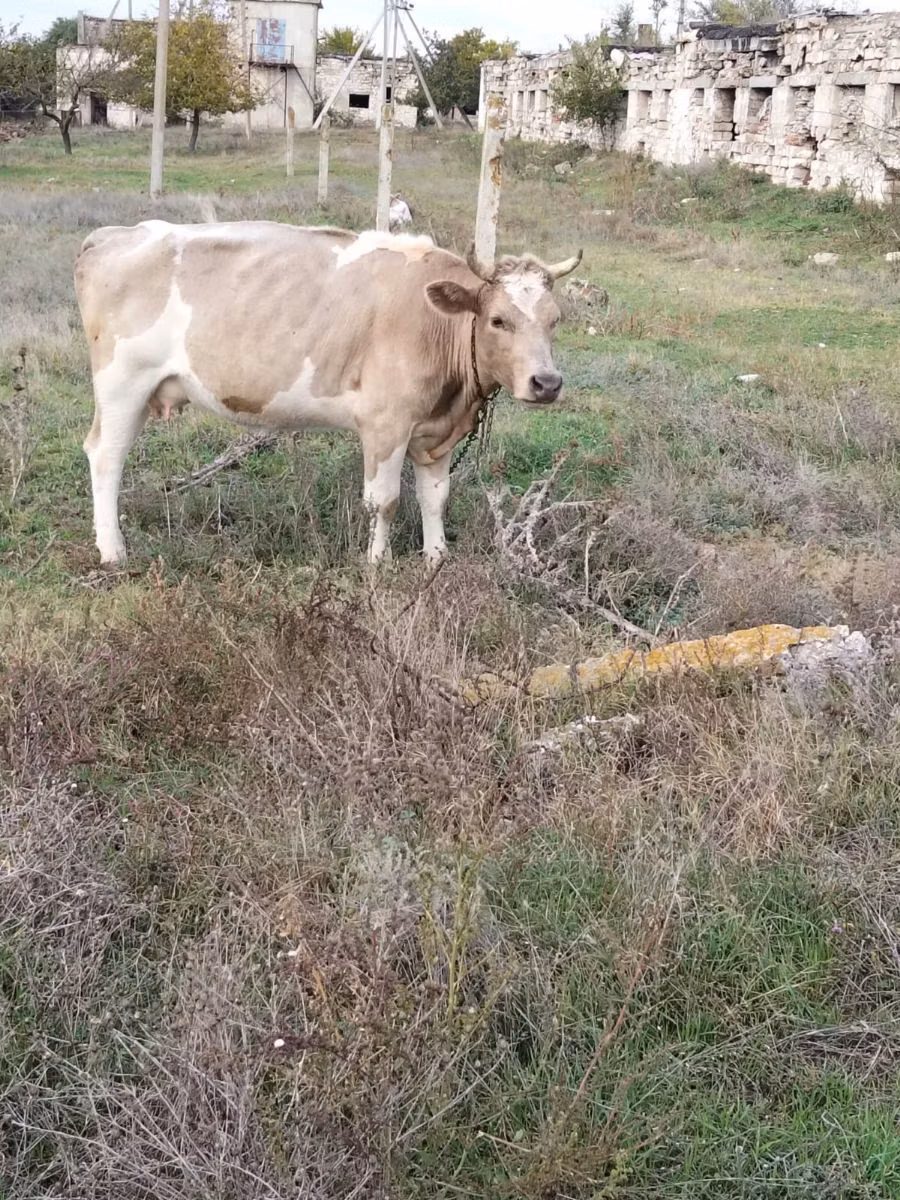 Simmental cattle