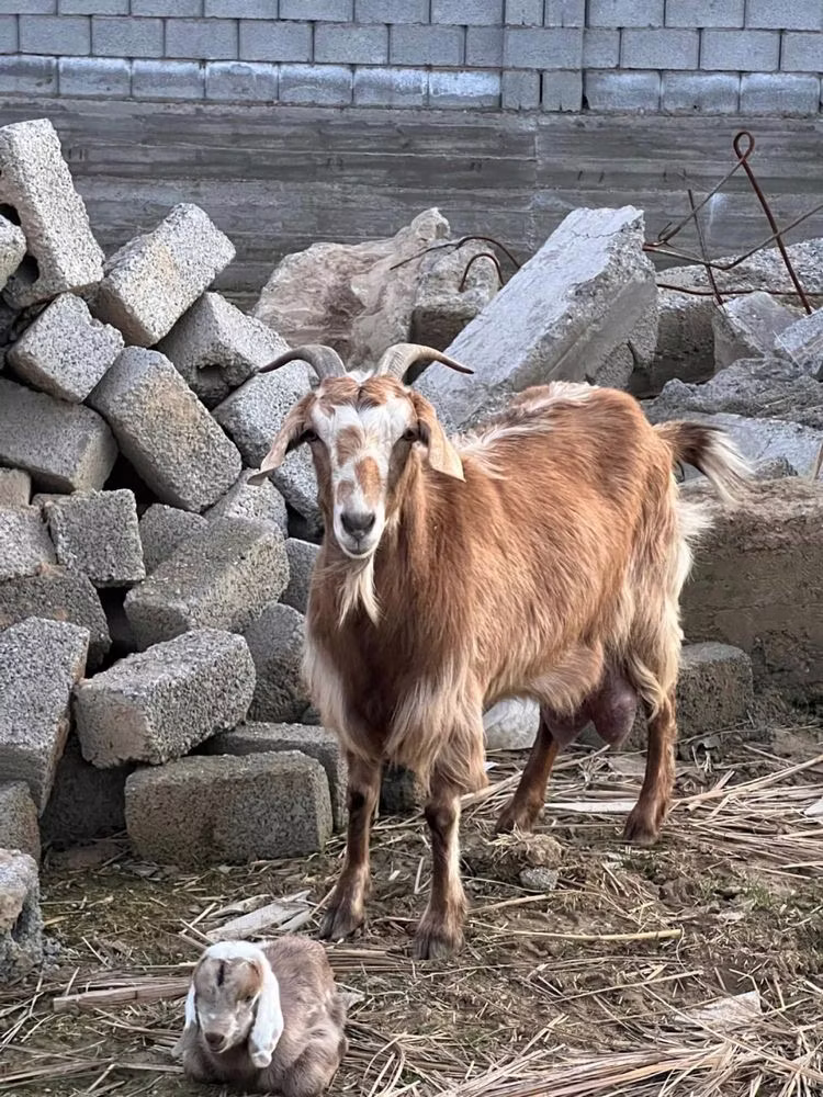 Nubian Goat