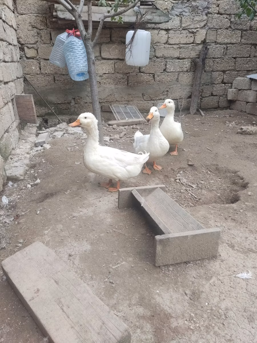 Alman Pekin