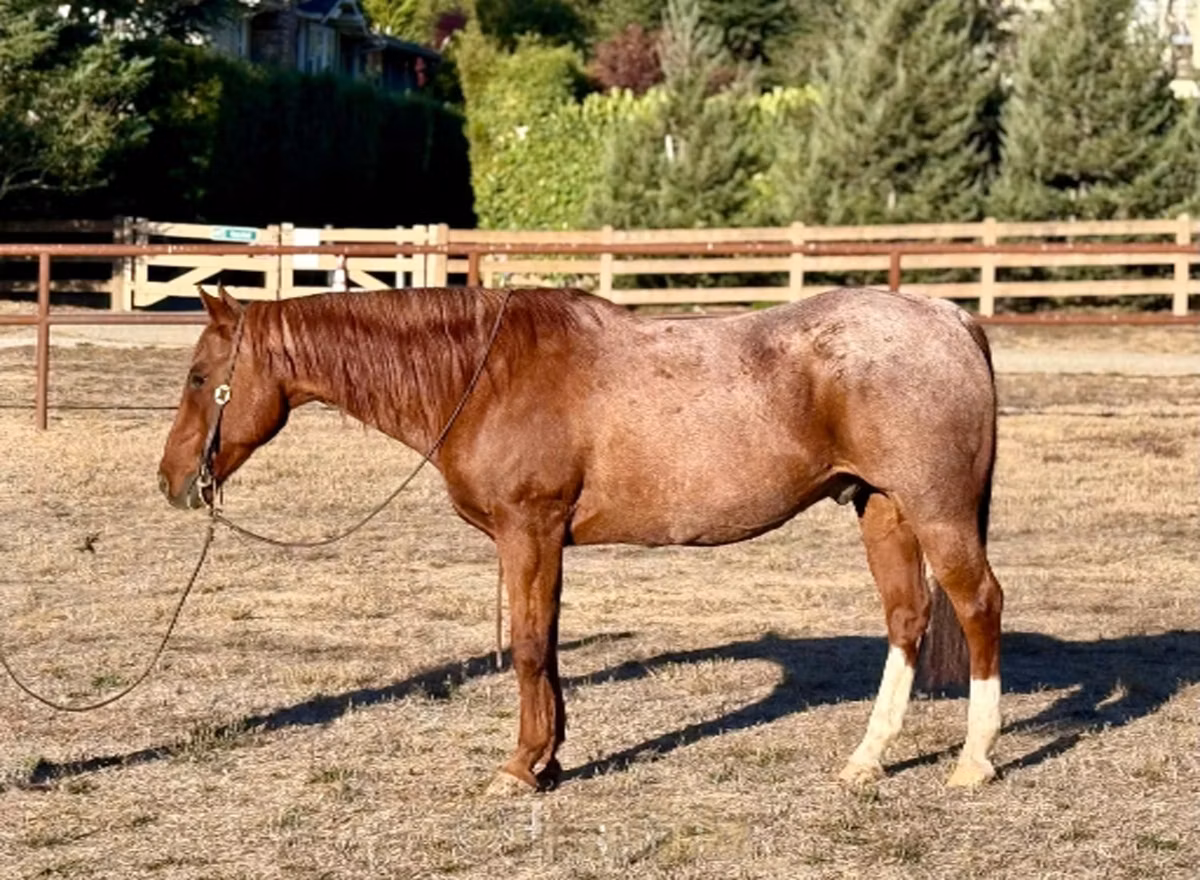 Quarter Horse